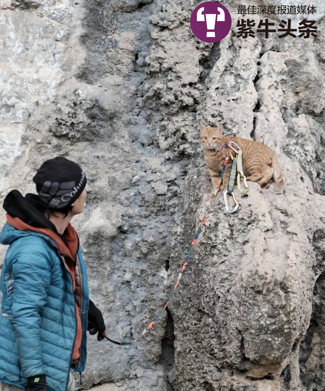 这只极限运动小猫火了!被攀岩运动员捡到,如今成了“团宠”