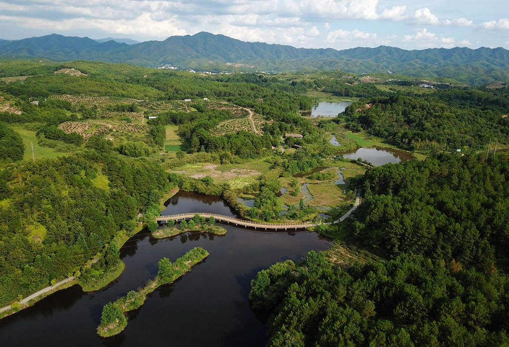 学习·故事丨香樟为证 治山治水写传奇