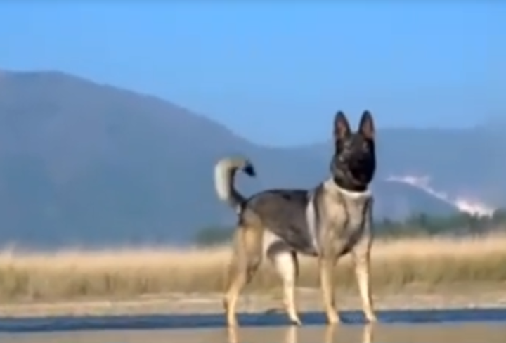 云南瑞丽一警犬被偷？当事人回应：已找到了