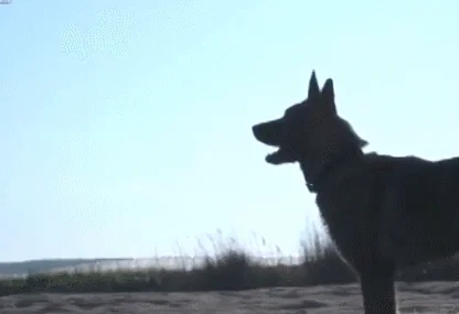 云南瑞丽一警犬被偷？当事人回应：已找到了