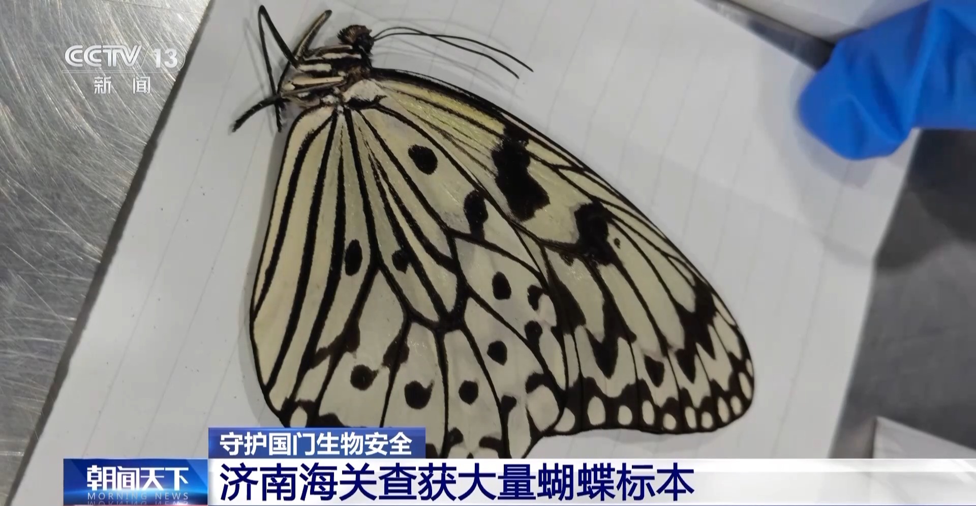 黑熊熊掌、螳螂卵鞘、蝴蝶标本……海关接连查获！