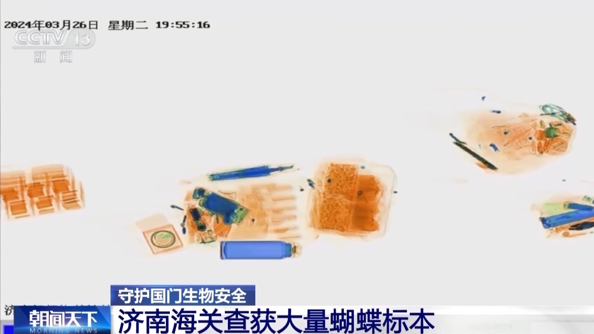 黑熊熊掌、螳螂卵鞘、蝴蝶标本……海关接连查获！