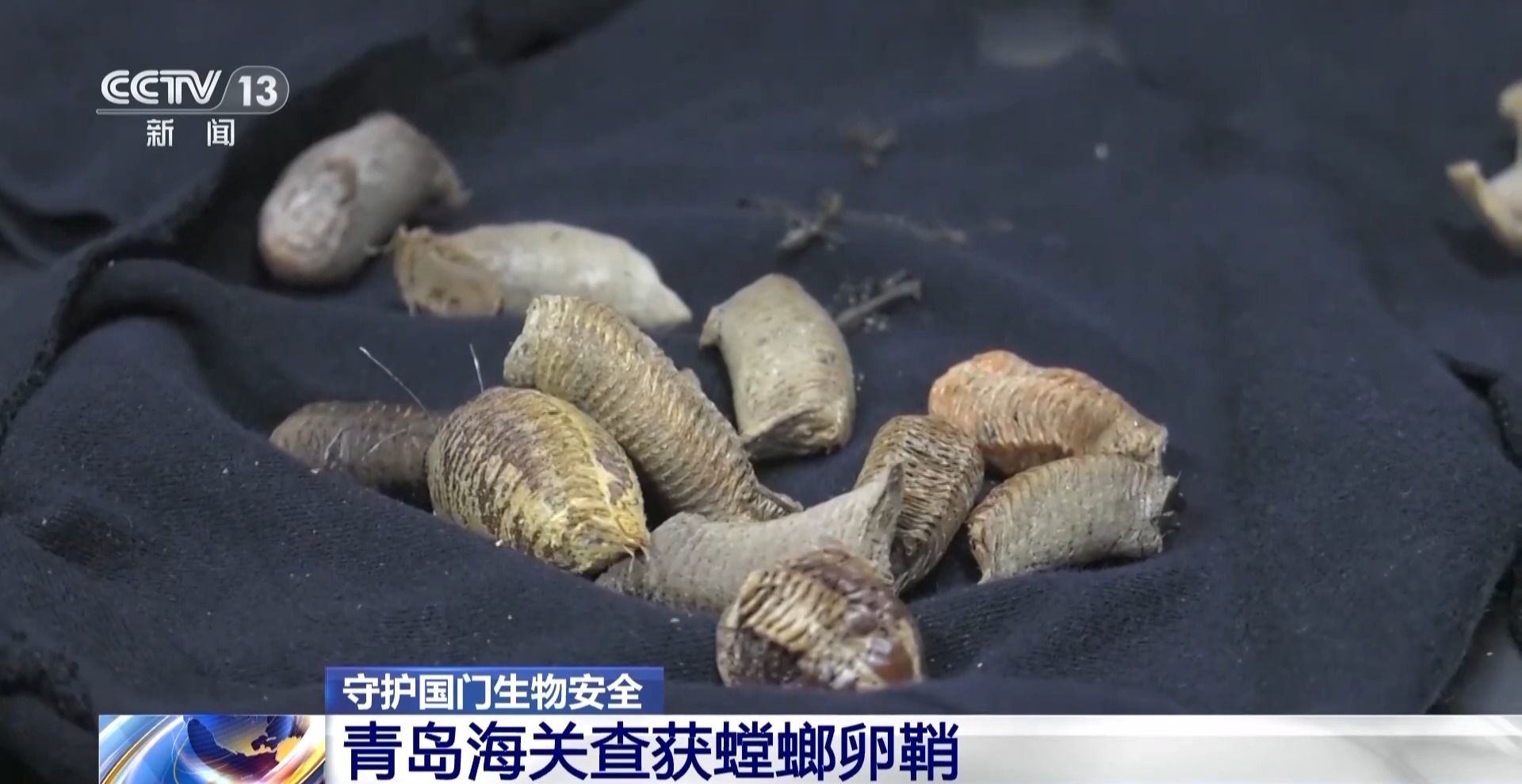 黑熊熊掌、螳螂卵鞘、蝴蝶标本……海关接连查获！