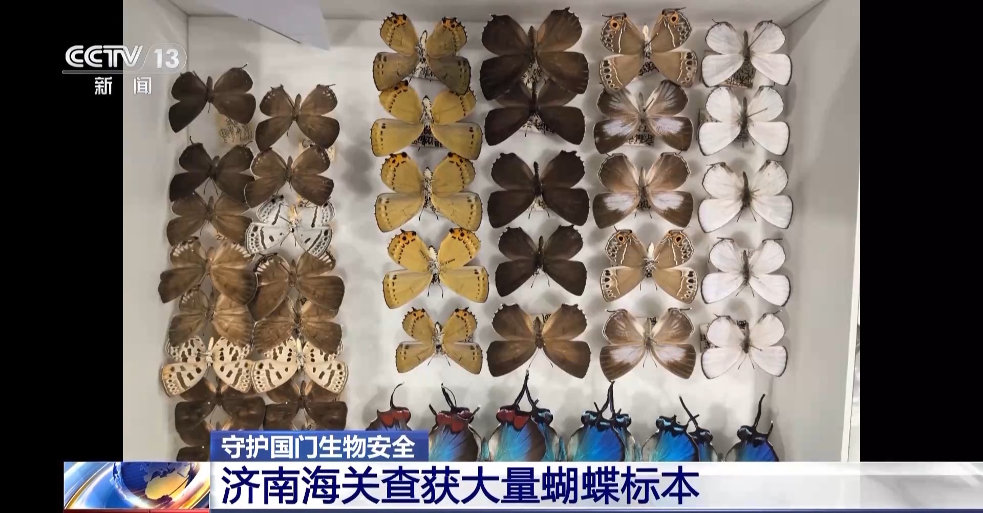 黑熊熊掌、螳螂卵鞘、蝴蝶标本……海关接连查获！