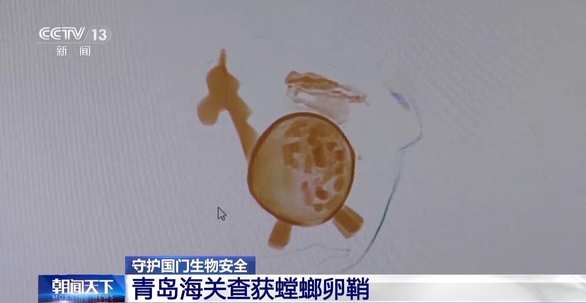 黑熊熊掌、螳螂卵鞘、蝴蝶标本……海关接连查获！