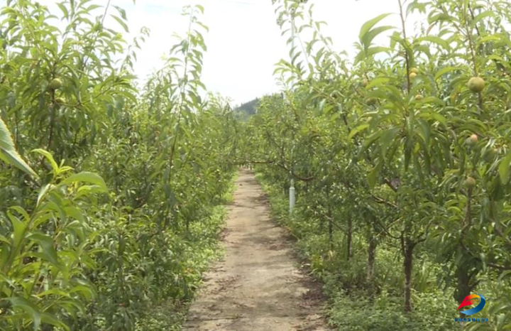 丰都：当“夏”之味 梯子河村100亩蜂糖李甜蜜来袭