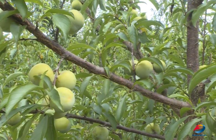 丰都：当“夏”之味 梯子河村100亩蜂糖李甜蜜来袭