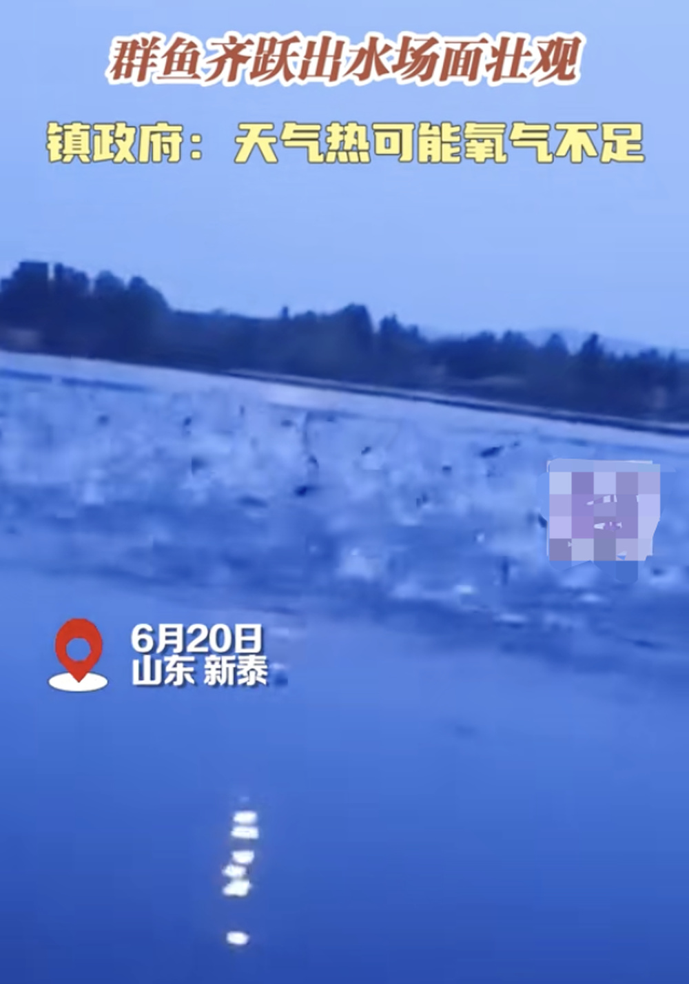 山东新泰官方辟谣“出现地震前兆”：震情监视数据无异常，鱼群跃出水面与天气有关