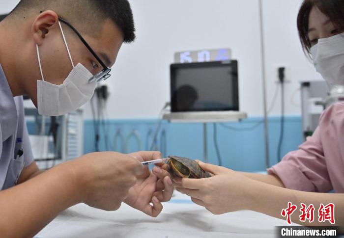 异宠饲养起风潮 Z世代异宠医生三年接诊两千余例