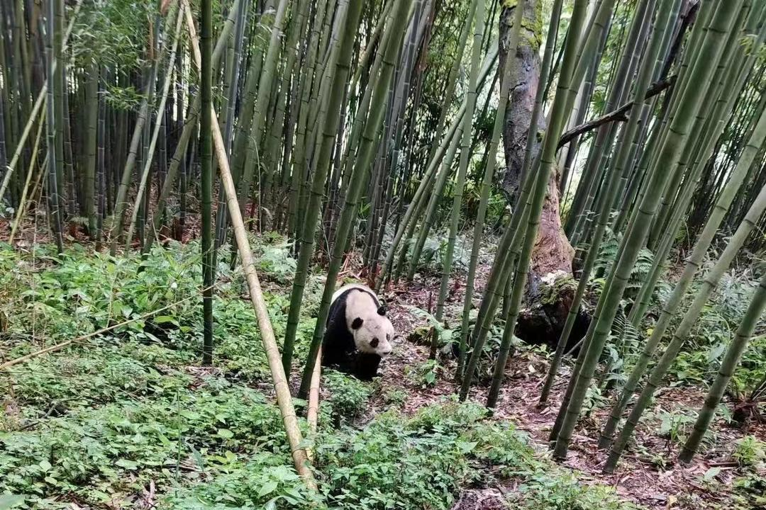 四川雅安一村民竹林里发现野生大熊猫 村民：它连续3天来此，像“打卡上班”一样