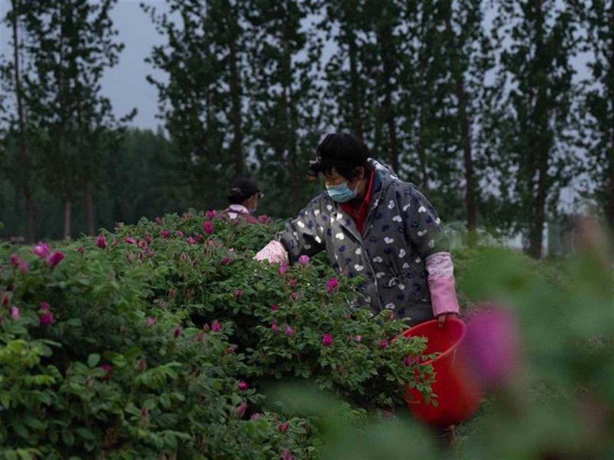 刘亦菲新剧带火玫瑰周边，玫瑰花茶销量增长超800%