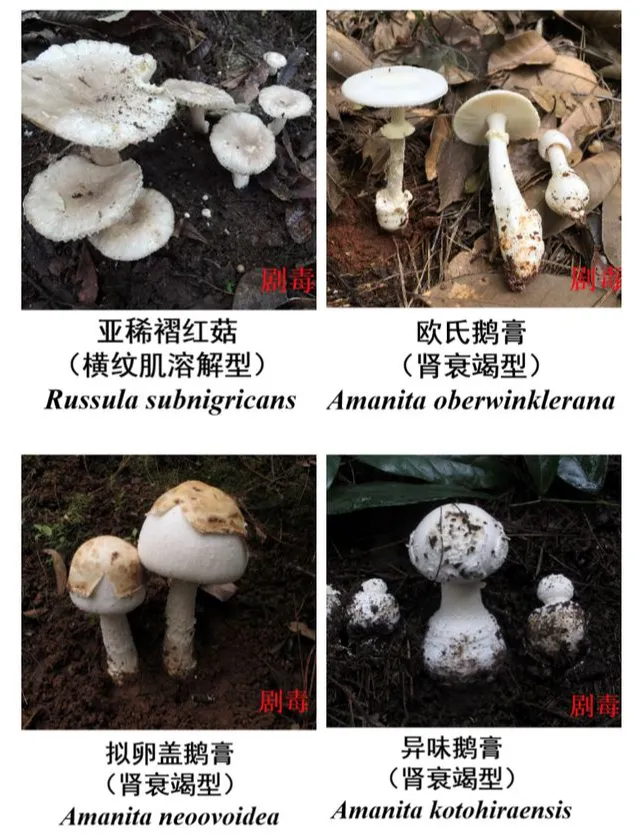 一家4口误食野生“鹅膏菌”中毒：1人身亡3人仍在救治，