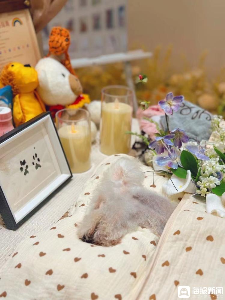 985硕士裸辞做“宠物殡葬师”:开店一年多,为超1000只宠物做过殡葬服务