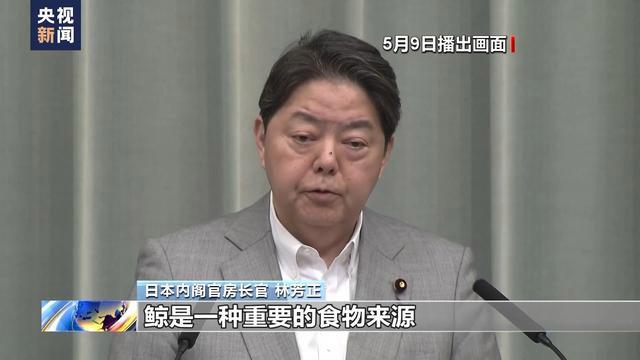 长须鲸被日本最新捕鲸船盯上了