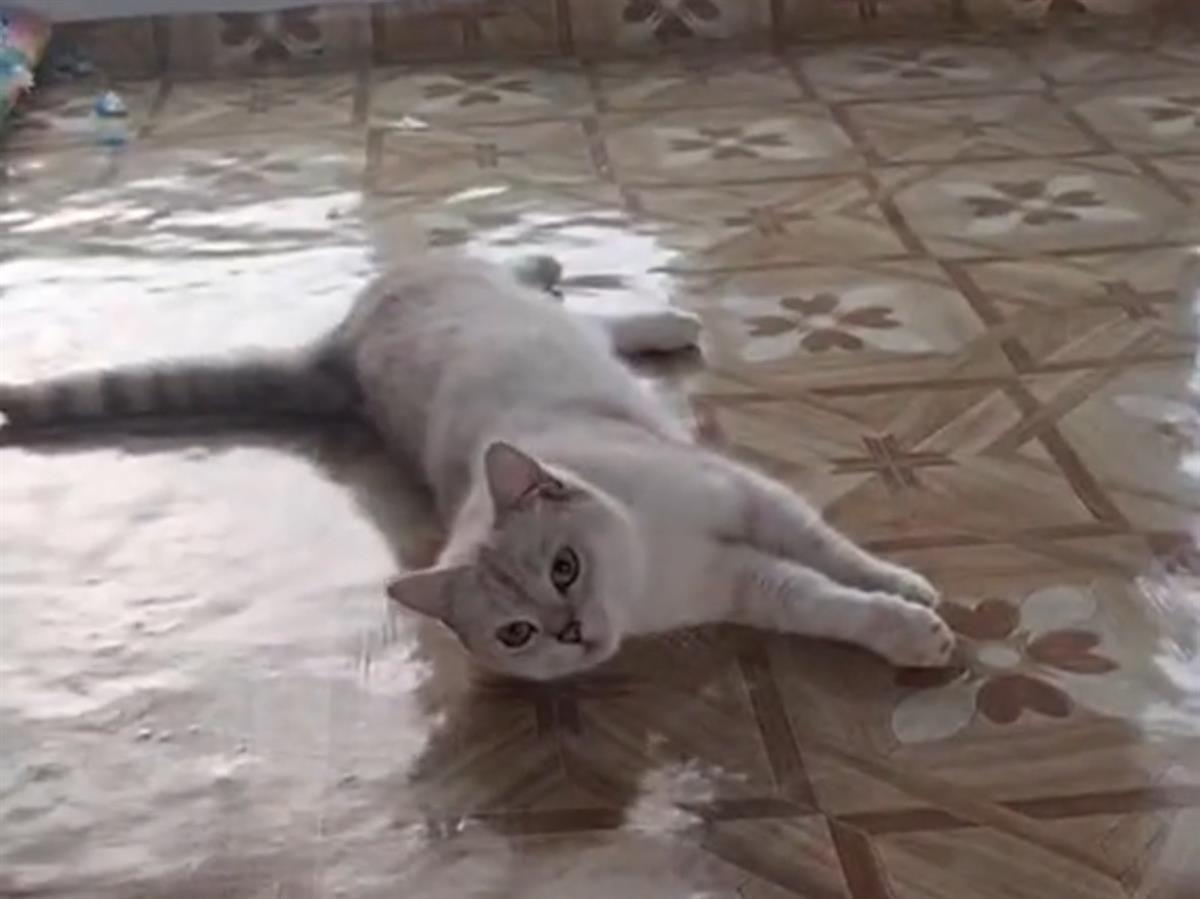 “男子打球踩猫受伤投喂者赔24万”案件5日再审，被告方提交新证据：猫未受伤