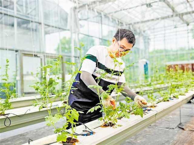 农业开放周上探秘种养“黑科技”——西瓜长空中 蔬菜“住”楼上
