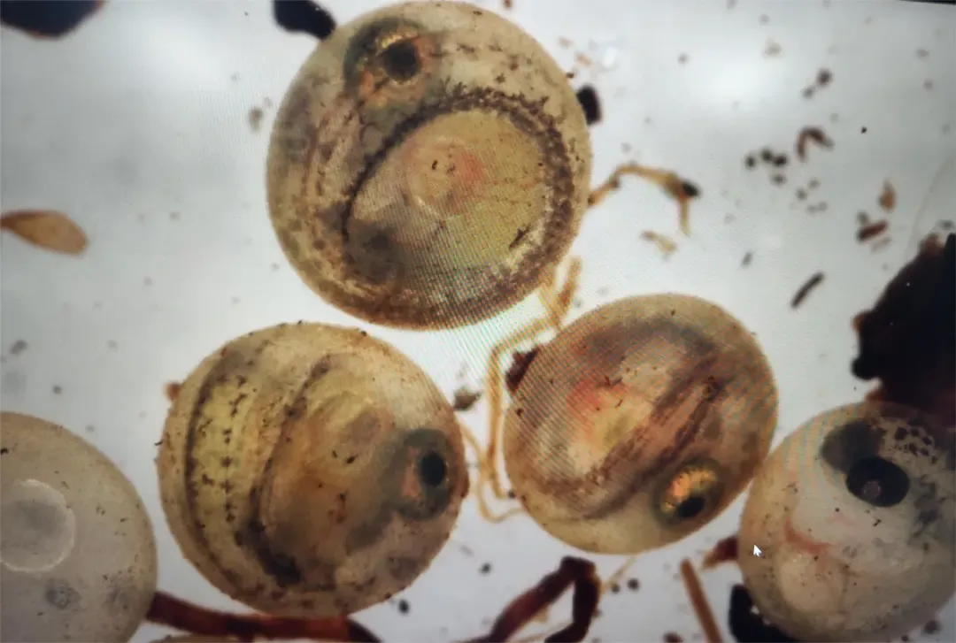 海关查获外来物种 暂无中文名称