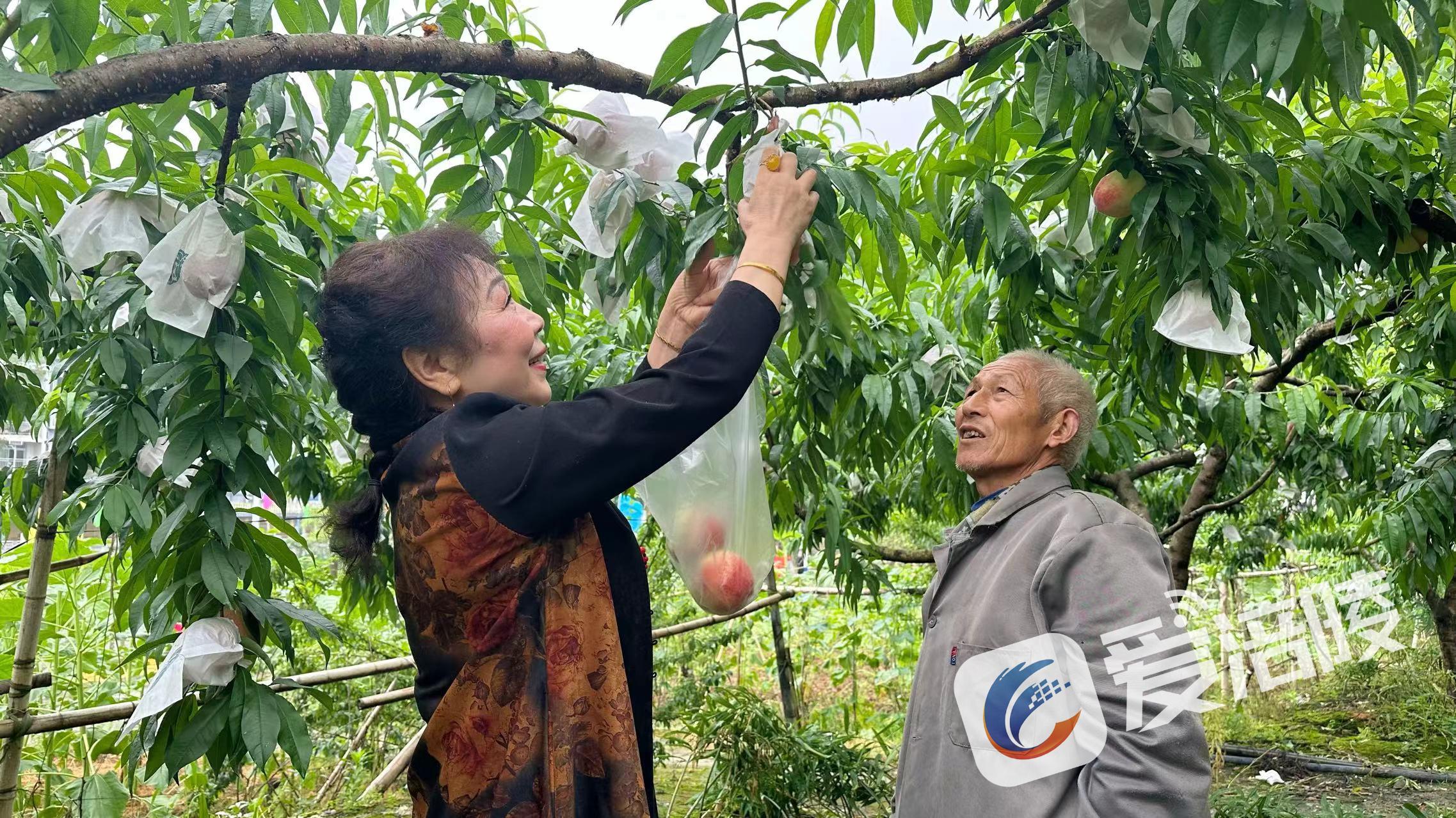 涪陵：百胜镇桃子熟了 游客抢“鲜”品尝