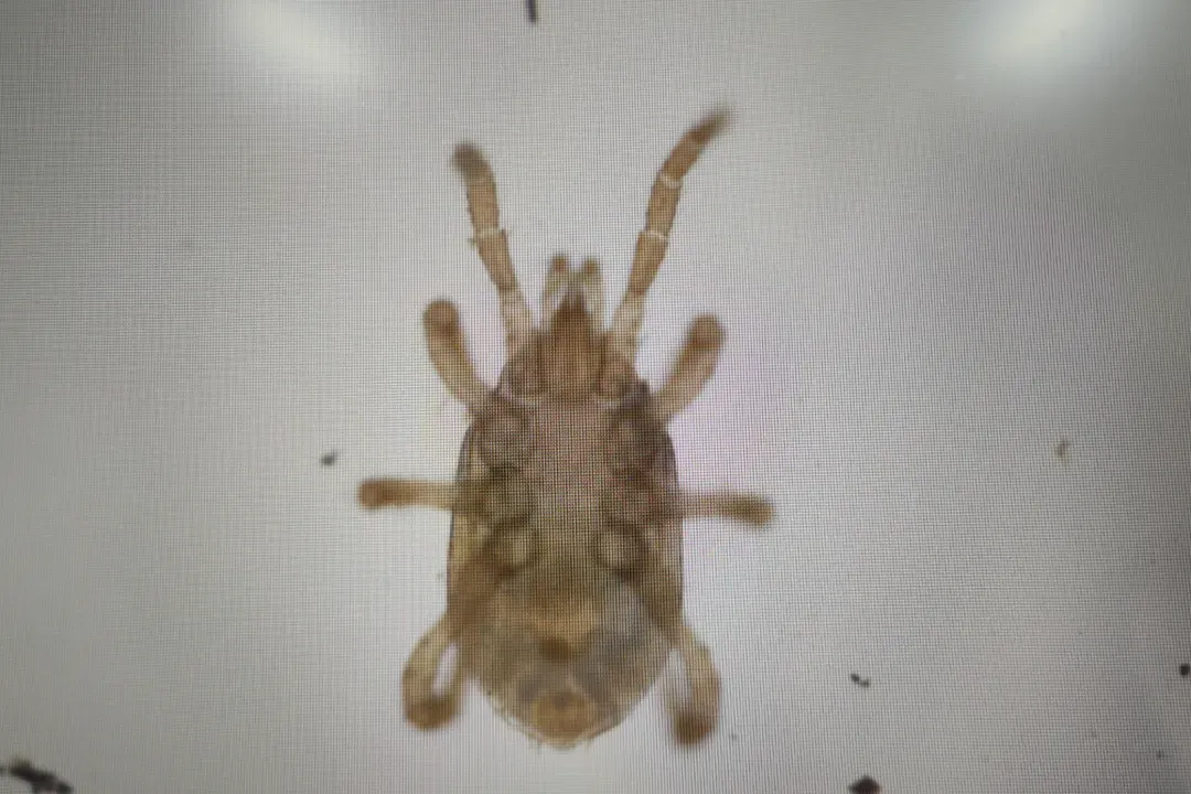 海关查获外来物种 暂无中文名称