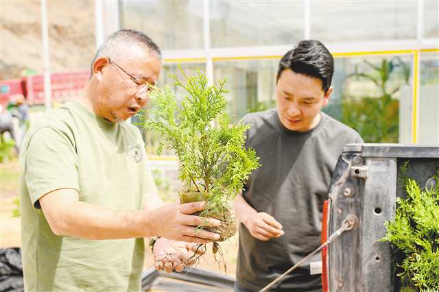 跋涉2500公里 1000株崖柏落户雪域高原