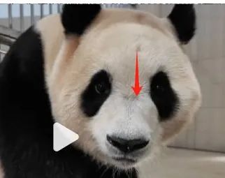 “福宝”在中国“受虐”？韩网友关心可以但指控无据