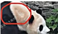 “福宝”在中国“受虐”？韩网友关心可以但指控无据