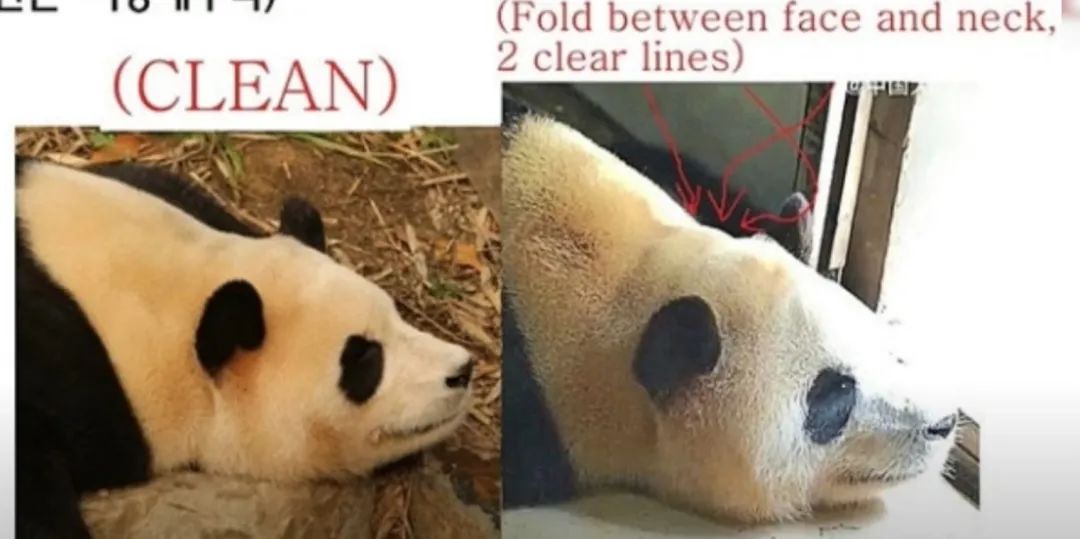 “福宝”在中国“受虐”？韩网友关心可以但指控无据
