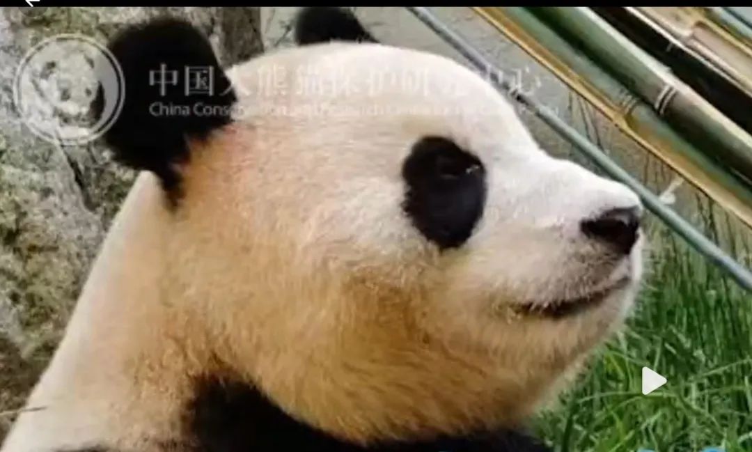 “福宝”在中国“受虐”？韩网友关心可以但指控无据