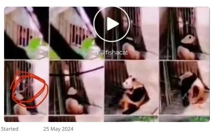 “福宝”在中国“受虐”？韩网友关心可以但指控无据