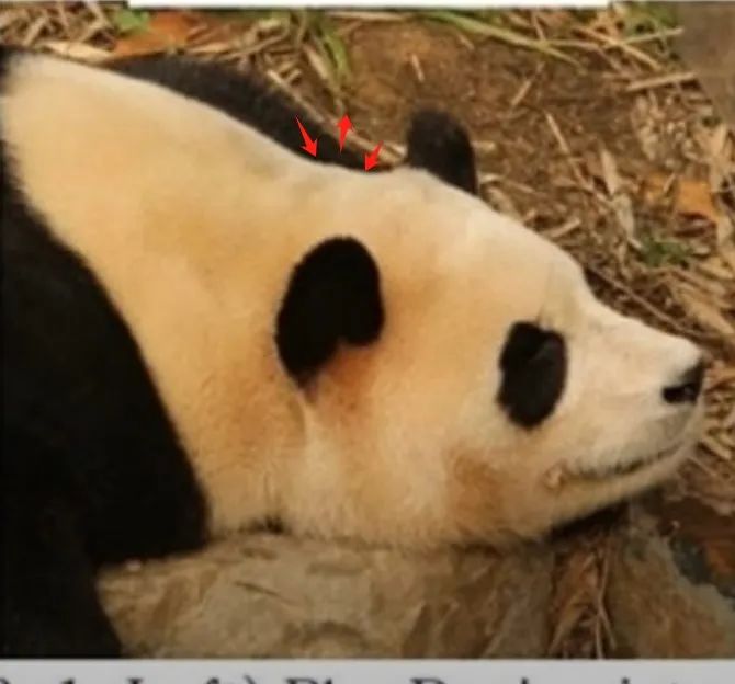 “福宝”在中国“受虐”？韩网友关心可以但指控无据