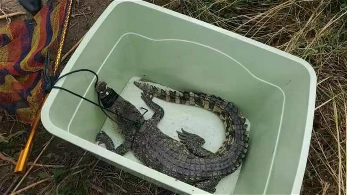 武汉江边发现鳄鱼后，多部门“水陆空”持续搜寻“漏网之鳄”