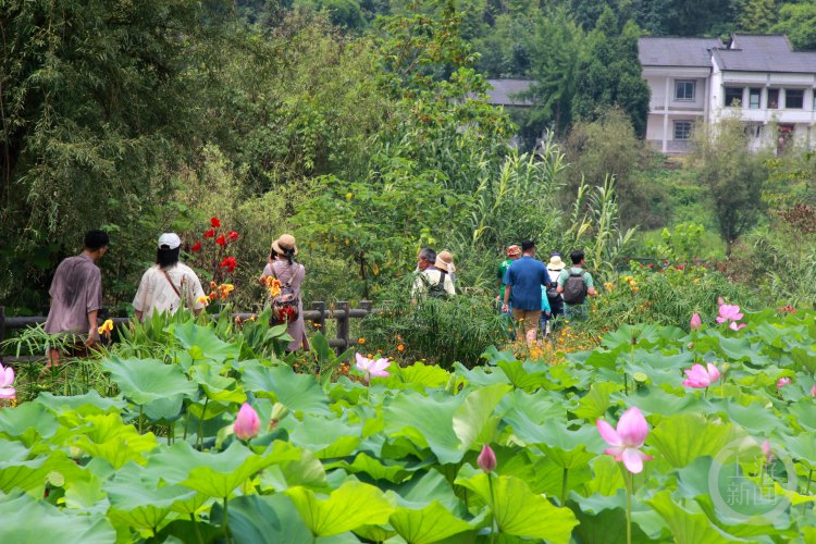 美在当“夏” 相约“荷”处 台湾大学生铜梁“斗诗”