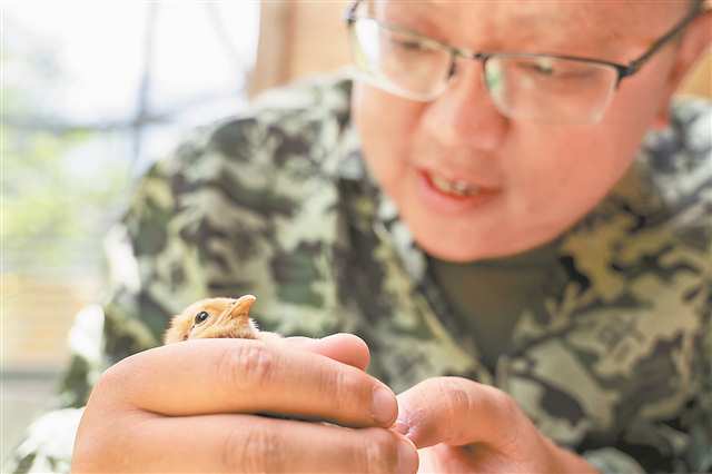 国内首次 白冠长尾雉亲鸟孵化