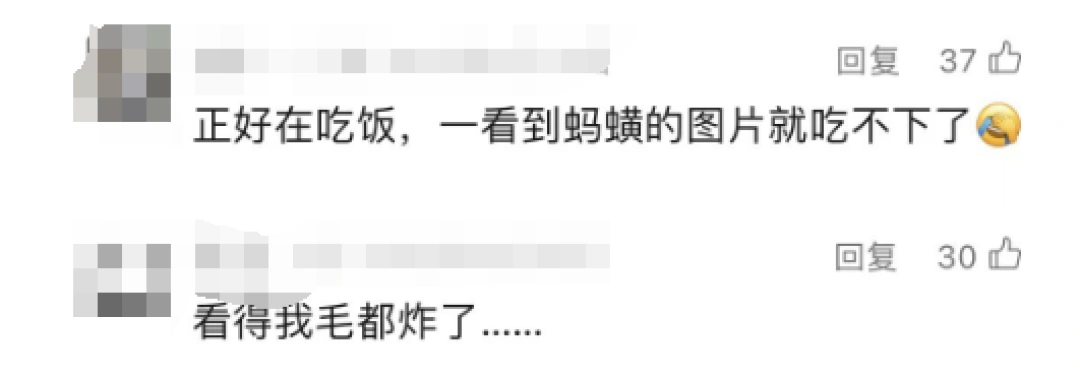 2000元/斤，这东西意外值钱！长相恶心被称“童年阴影”，有人当副业大赚