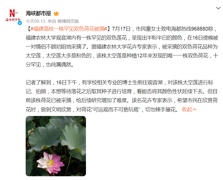福建农林大学罕见双色荷花疑被一对情侣摘走，理由是“好看”