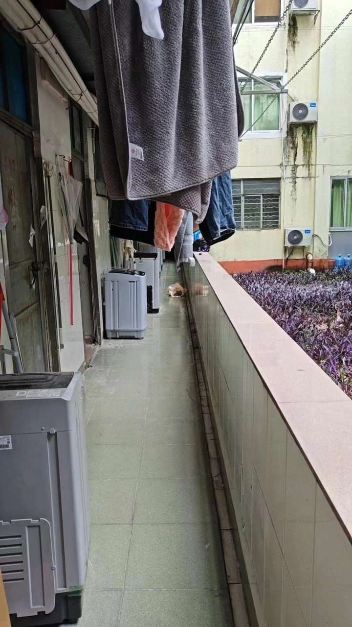 暨南大学被指宿舍霉菌遍布甲醛超标，有学生因此发烧过敏，校方回应
