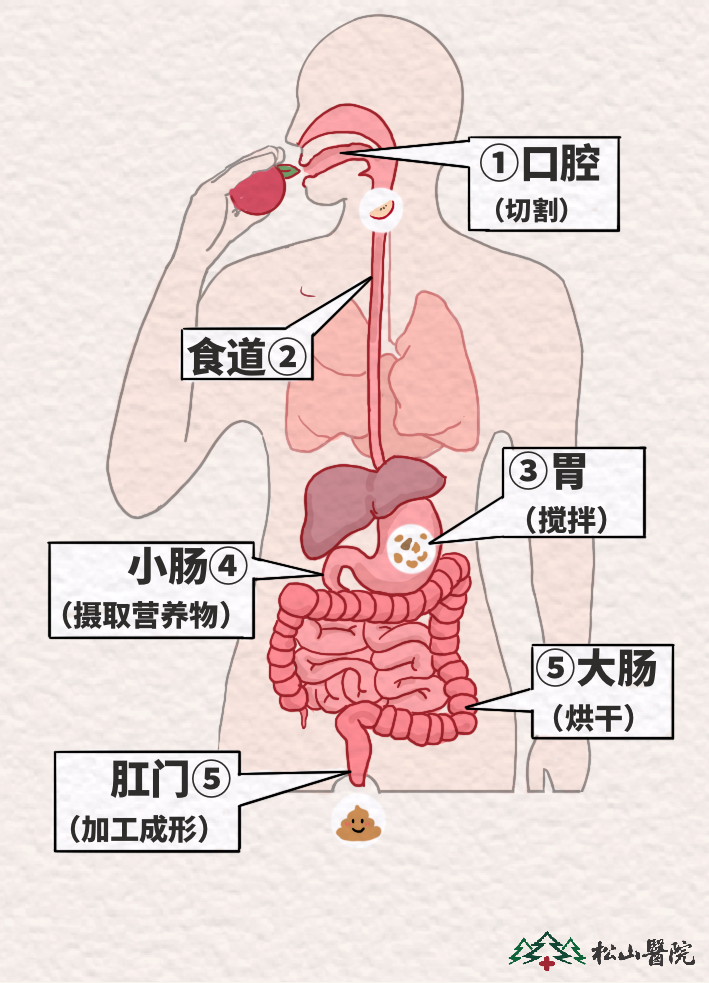 好医声科普丨便便的颜色、气味出现异常，可能是身体的SOS信号！