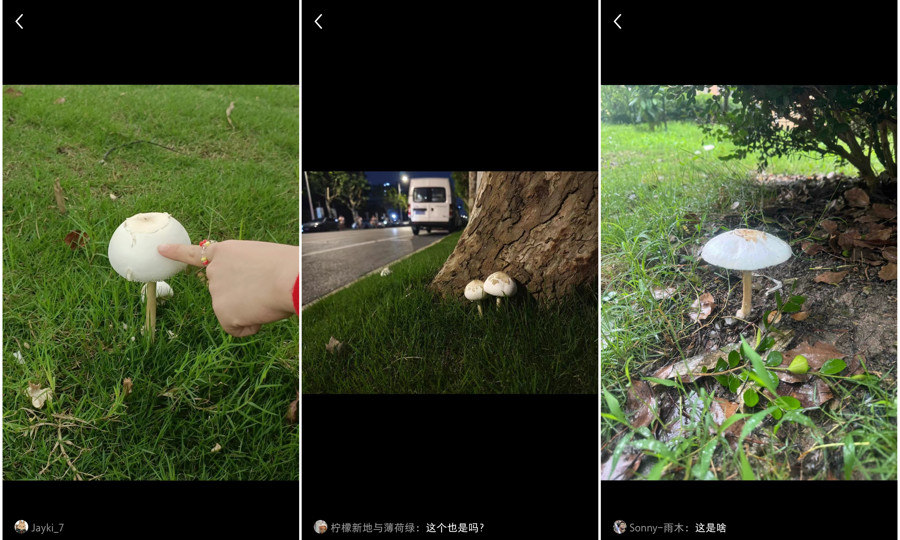 上海网友集中晒“蘑菇”，发出灵魂二连问，主管部门和专家：不要碰！