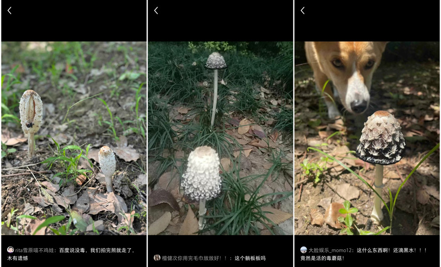 上海网友集中晒“蘑菇”，发出灵魂二连问，主管部门和专家：不要碰！