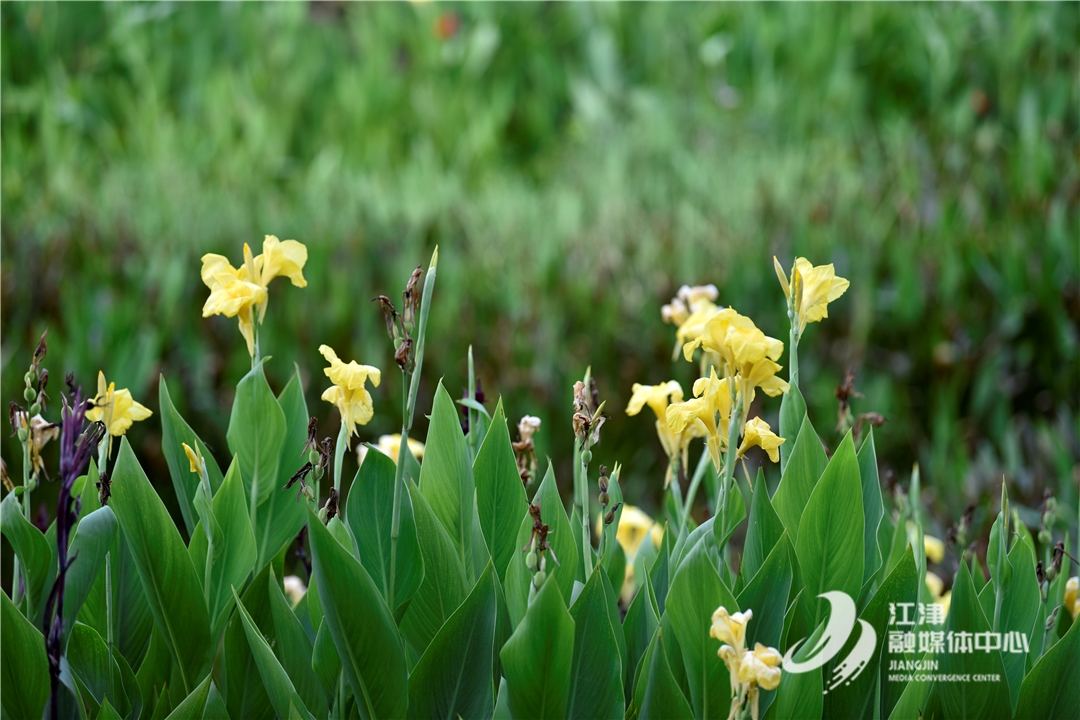 江津：夏日限定！鼎山公园荷花盛开美如画