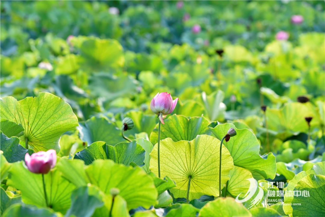 江津：夏日限定！鼎山公园荷花盛开美如画