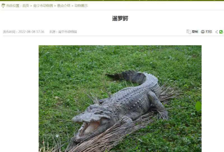 南宁动物园鳄鱼一动不动“都是假的”？工作人员回应：习性原因，有降温措施
