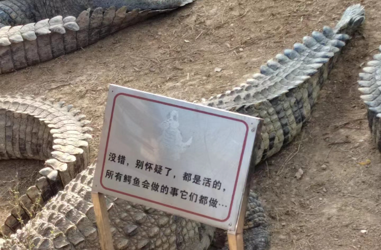 南宁动物园鳄鱼一动不动“都是假的”？工作人员回应：习性原因，有降温措施