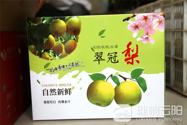云阳：云安镇3000亩梨子成熟上市