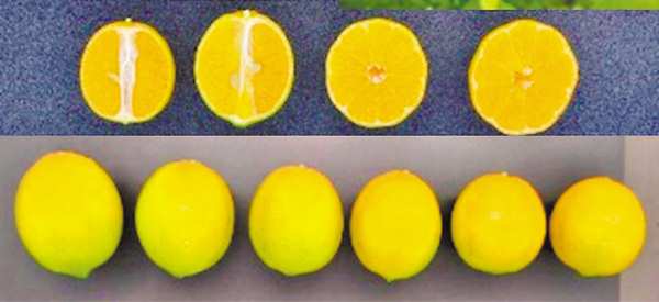 抗高温水稻、无核枇杷、皮薄筋少青菜头……重庆发布十大突破性农作物种质资源