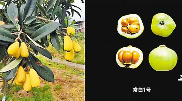 抗高温水稻、无核枇杷、皮薄筋少青菜头……重庆发布十大突破性农作物种质资源