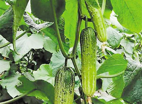 抗高温水稻、无核枇杷、皮薄筋少青菜头……重庆发布十大突破性农作物种质资源