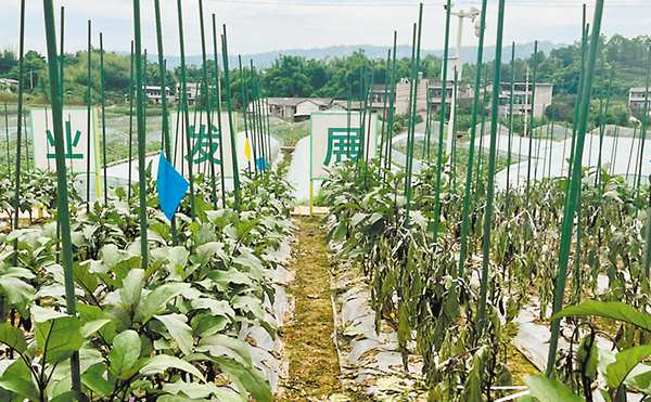 抗高温水稻、无核枇杷、皮薄筋少青菜头……重庆发布十大突破性农作物种质资源