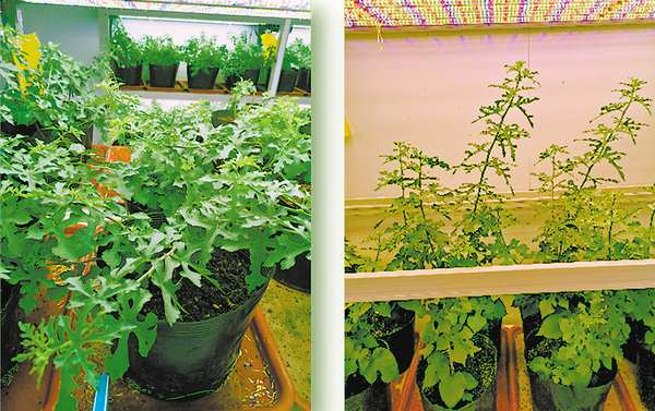 抗高温水稻、无核枇杷、皮薄筋少青菜头……重庆发布十大突破性农作物种质资源
