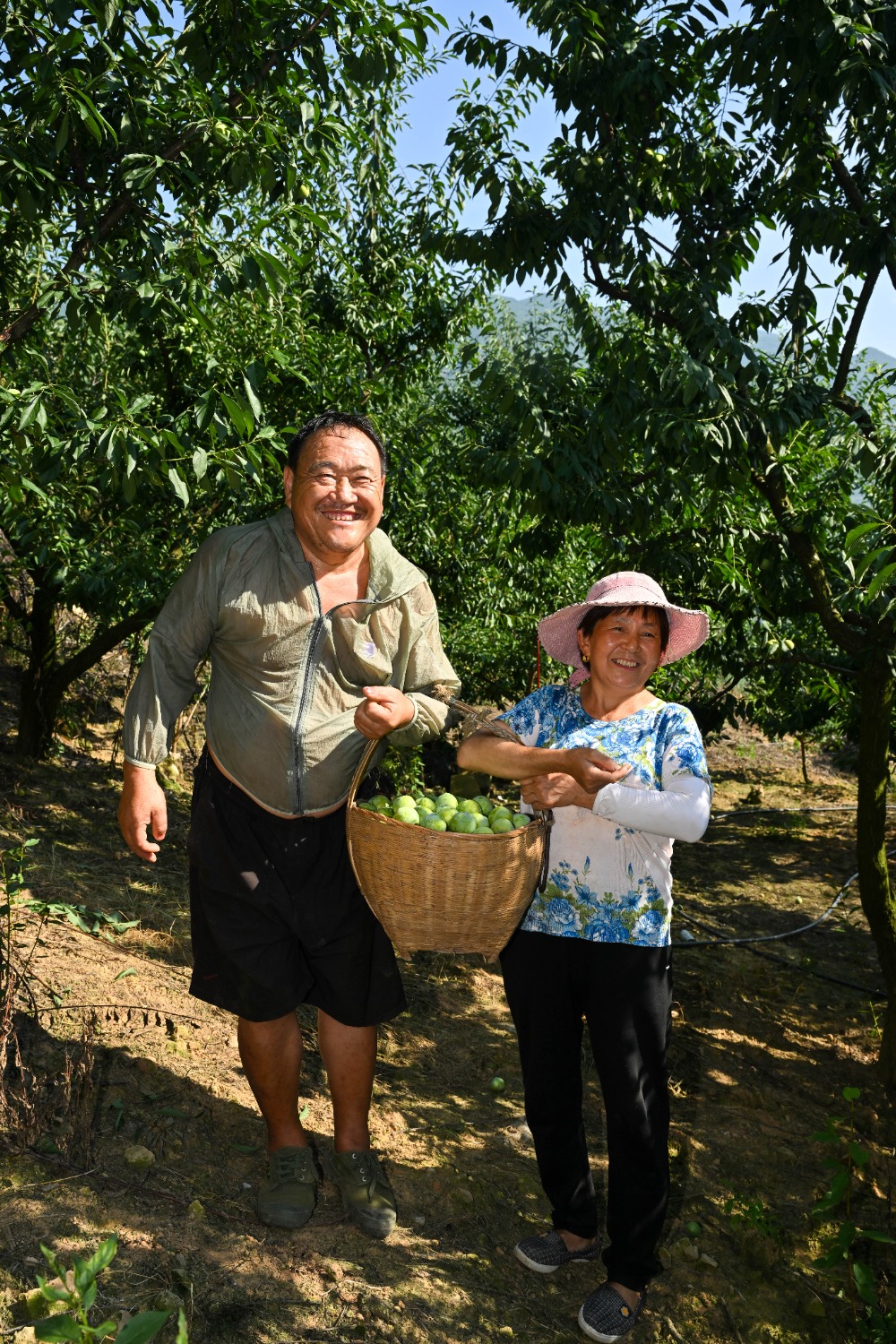 图集|果园直达云端 无人机助力巫山脆李丰收季